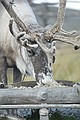 North Cape excursion Sami reindeer