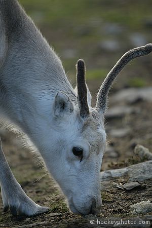 North Cape excursion<br />Sami reindeer