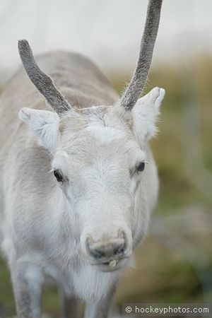 North Cape excursion<br />Sami reindeer