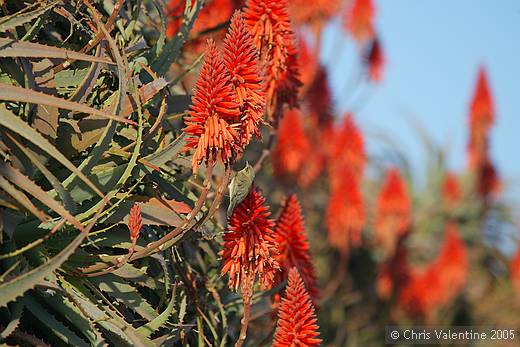 Aloe blooms, coast walk, Imperia
