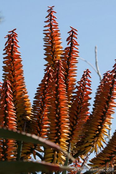 Aloe blooms, Giardino Esotica Pallanca (Pallanca Exotic Gardens), nr Bordighera, Italy