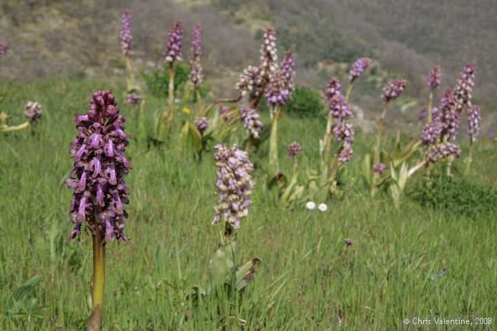 Unidentified orchids near Villa Talla